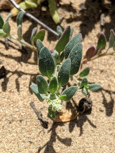 Chenopodium littoreum, photographed by Alex Heyman