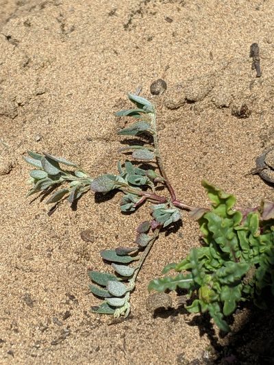 Chenopodium littoreum, photographed by Alex Heyman