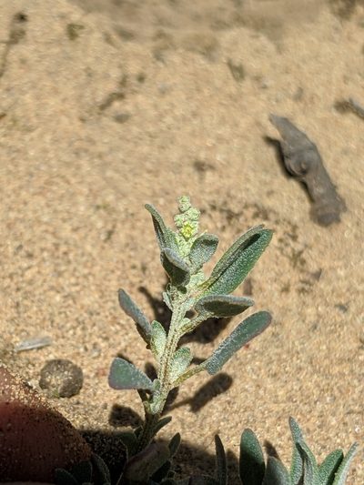 Chenopodium littoreum, photographed by Alex Heyman