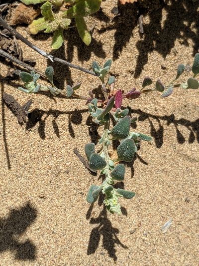 Chenopodium littoreum, photographed by Alex Heyman