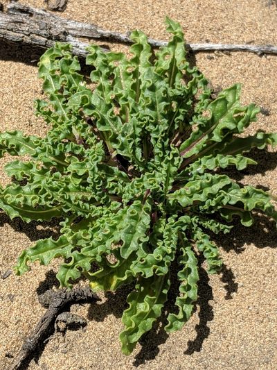 Monardella sinuata, photographed by Alex Heyman