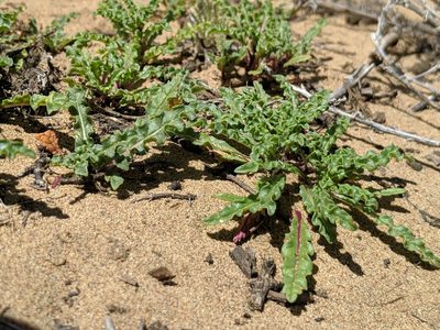 Monardella sinuata, photographed by Alex Heyman
