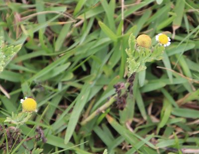 Cotula nigellifolia, photographed by Tony Rebelo