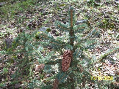 Picea chihuahuana, photographed by Oscar C. González Martínez