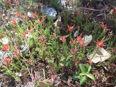 Castilleja rhizomata, photographed by Oscar C. González Martínez