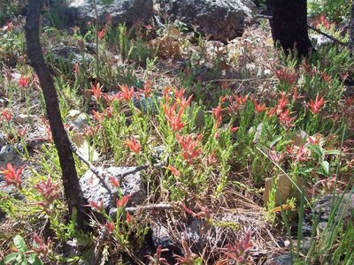 Castilleja rhizomata, photographed by Oscar C. González Martínez