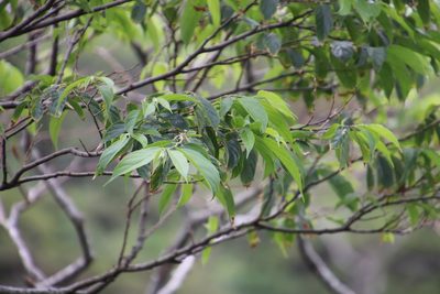 Turraea floribunda, photographed by Tony Rebelo