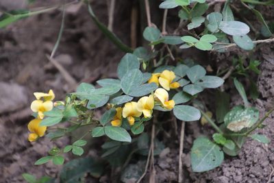 Argyrolobium tomentosum, photographed by Tony Rebelo
