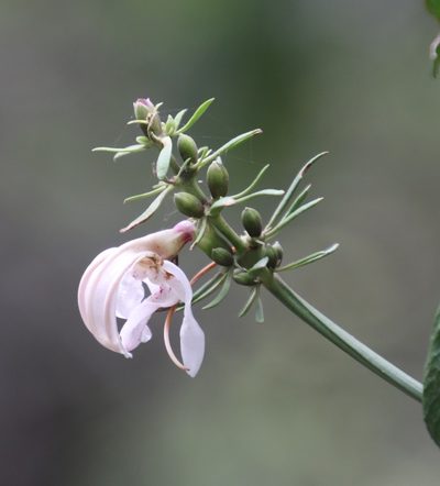 Justicia adhatodoides, photographed by Tony Rebelo