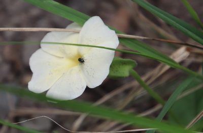 Thunbergia dregeana, photographed by Tony Rebelo
