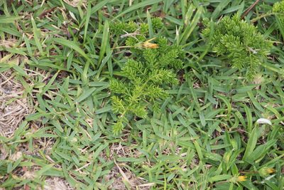Asparagus densiflorus, photographed by Tony Rebelo