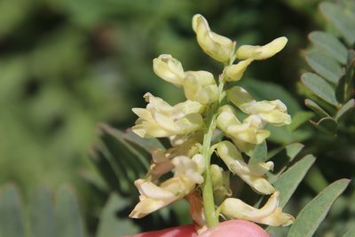 Astragalus pomonensis, photographed by Millie Basden