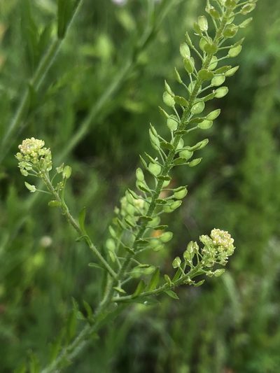 Lepidium austrinum, photographed by Sophia K