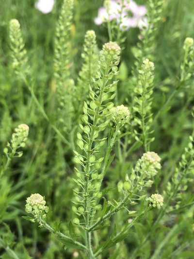 Lepidium austrinum, photographed by Sophia K