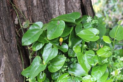 Aristolochia sempervirens, photographed by Fabien Piednoir