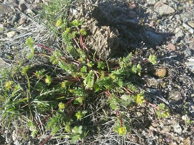 Potentilla webberi, photographed by Jim Morefield