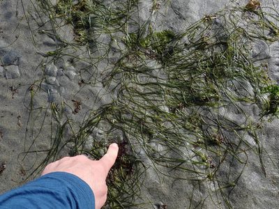 Zostera japonica, photographed by Randal
