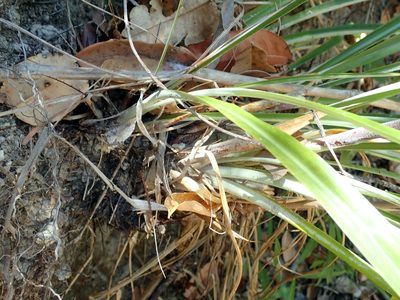 Pitcairnia lanuginosa, photographed by Tsssss