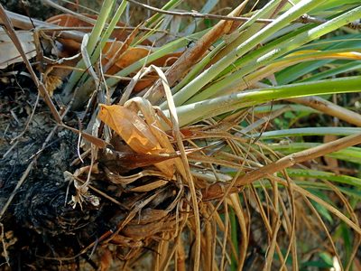 Pitcairnia lanuginosa, photographed by Tsssss