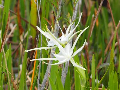 Hymenocallis tridentata, photographed by Judy Gallagher