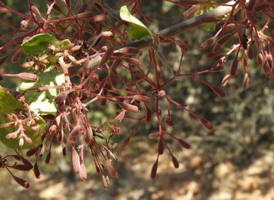Pisonia capitata, photographed by Francisco Farriols Sarabia