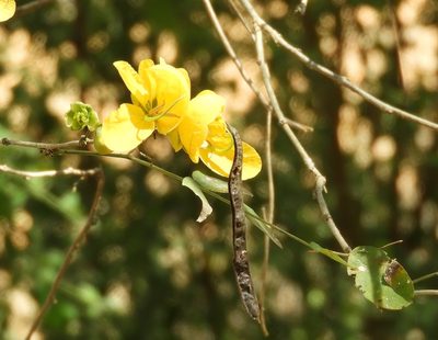 Senna pallida, photographed by Francisco Farriols Sarabia