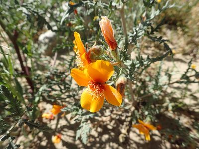 Mentzelia pectinata, photographed by rockybajada
