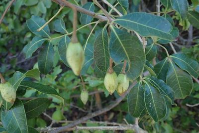 Commiphora schlechteri, photographed by Andrew Deacon