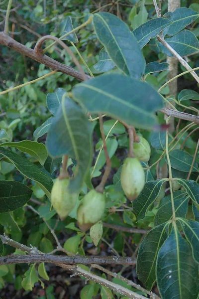 Commiphora schlechteri, photographed by Andrew Deacon