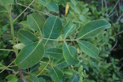Commiphora schlechteri, photographed by Andrew Deacon
