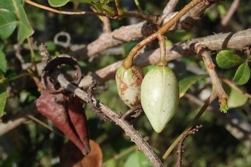 Commiphora schlechteri, photographed by Andrew Deacon