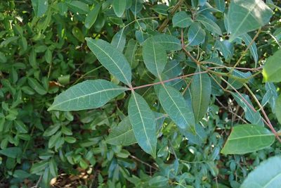 Commiphora schlechteri, photographed by Andrew Deacon