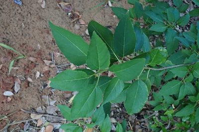 Cordia afra, photographed by Andrew Deacon