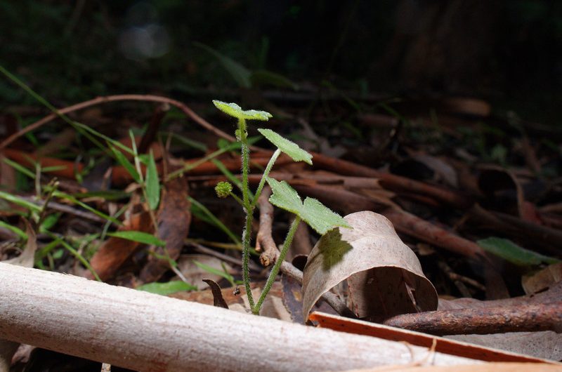 Hydrocotyle bowlesioides, photographed by Lek Khauv
