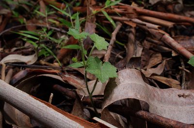 Hydrocotyle bowlesioides, photographed by Lek Khauv