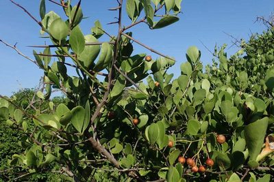 Gymnosporia arenicola, photographed by Andrew Deacon