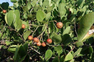 Gymnosporia arenicola, photographed by Andrew Deacon