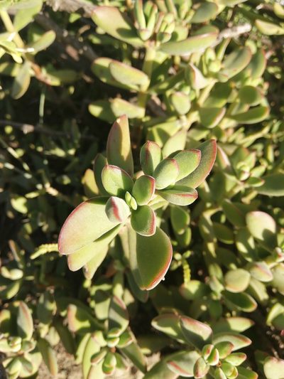 Crassula rogersii, photographed by Christiaan Viljoen
