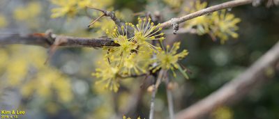 Cornus officinalis, photographed by Kim, Hyun-tae