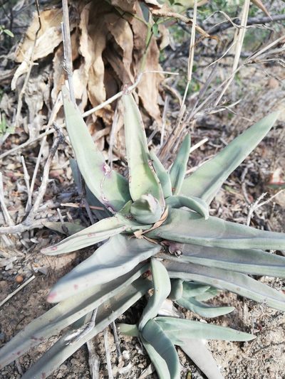 Crassula perfoliata, photographed by Christiaan Viljoen