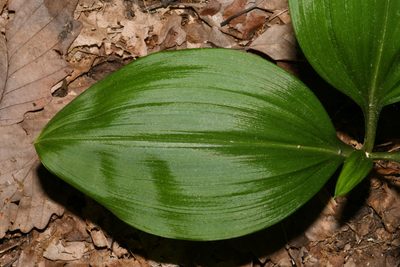 Melanthium parviflorum, photographed by Brian Finzel