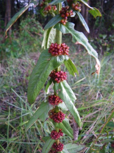 Ammannia multiflora, photographed by coenobita