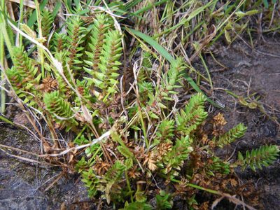 Rotala tripartita, photographed by coenobita