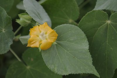 Abutilon auritum, photographed by coenobita