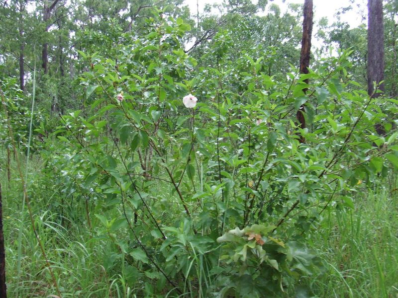 Sabdariffa forsteri, photographed by coenobita