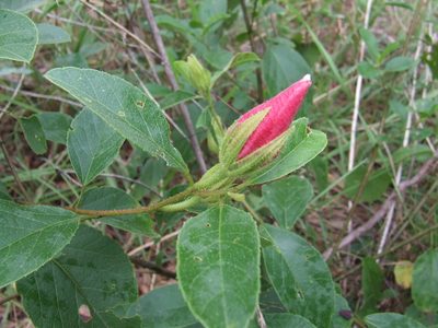 Sabdariffa forsteri, photographed by coenobita