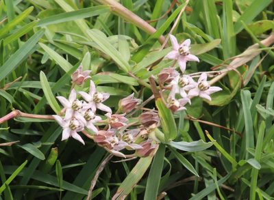 Asclepias brevicuspis, photographed by Tony Rebelo
