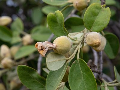 Lagunaria patersonia, photographed by Terra Occ
