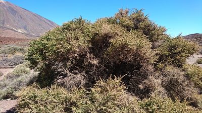 Adenocarpus viscosus, photographed by Dimitri Brosens