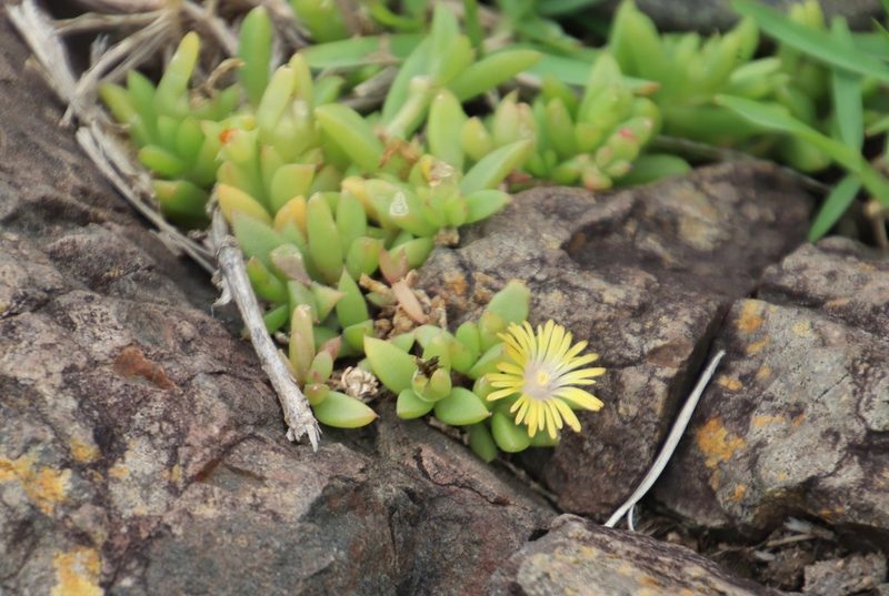 Delosperma abbottii, photographed by Tony Rebelo